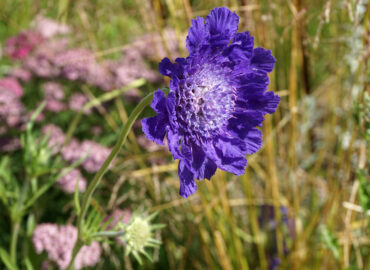 Ломелозия кавказская (лат. Lomelosia caucasica)
