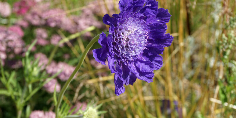 Ломелозия кавказская (лат. Lomelosia caucasica)