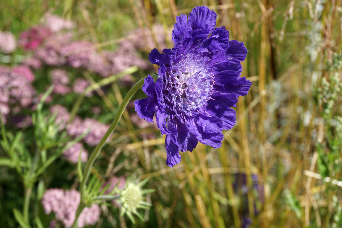 Ломелозия кавказская (лат. Lomelosia caucasica)