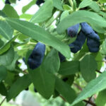Жимолость камчатская (лат. Lonicera caerulea var. kamtschatica)