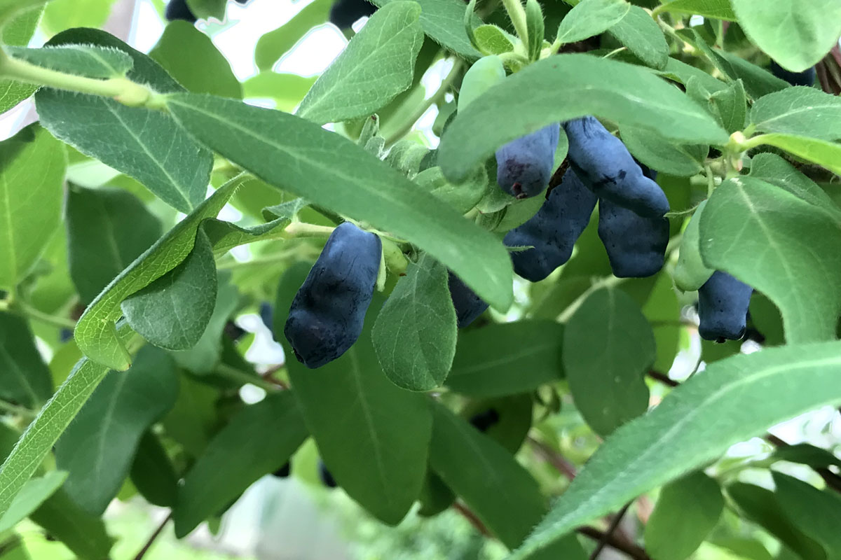 Жимолость камчатская (лат. Lonicera caerulea var. kamtschatica)