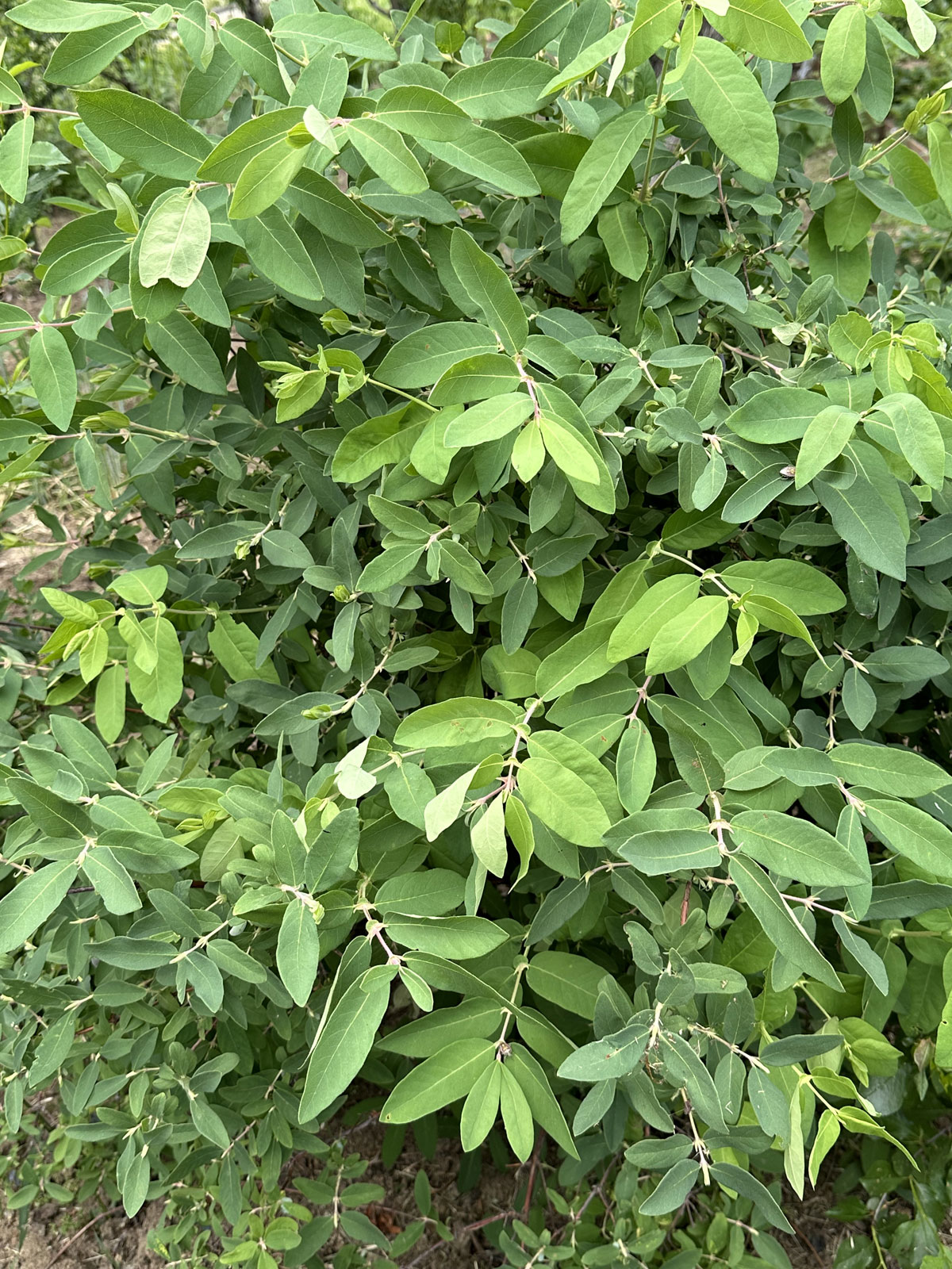 Жимолость камчатская (лат. Lonicera caerulea var. kamtschatica)