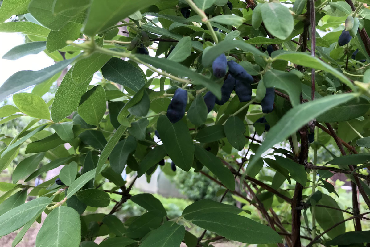 Жимолость камчатская (лат. Lonicera caerulea var. kamtschatica)