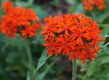 Лихнис халцедонский (лат. Lychnis chalcedonica)