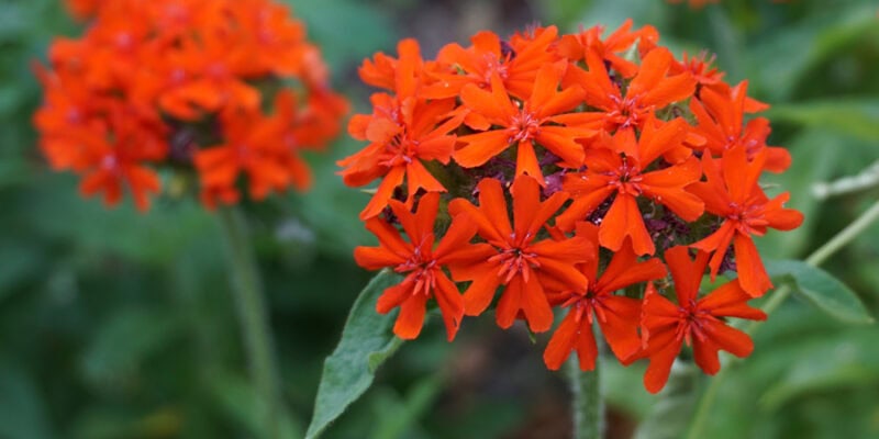 Лихнис халцедонский (лат. Lychnis chalcedonica)