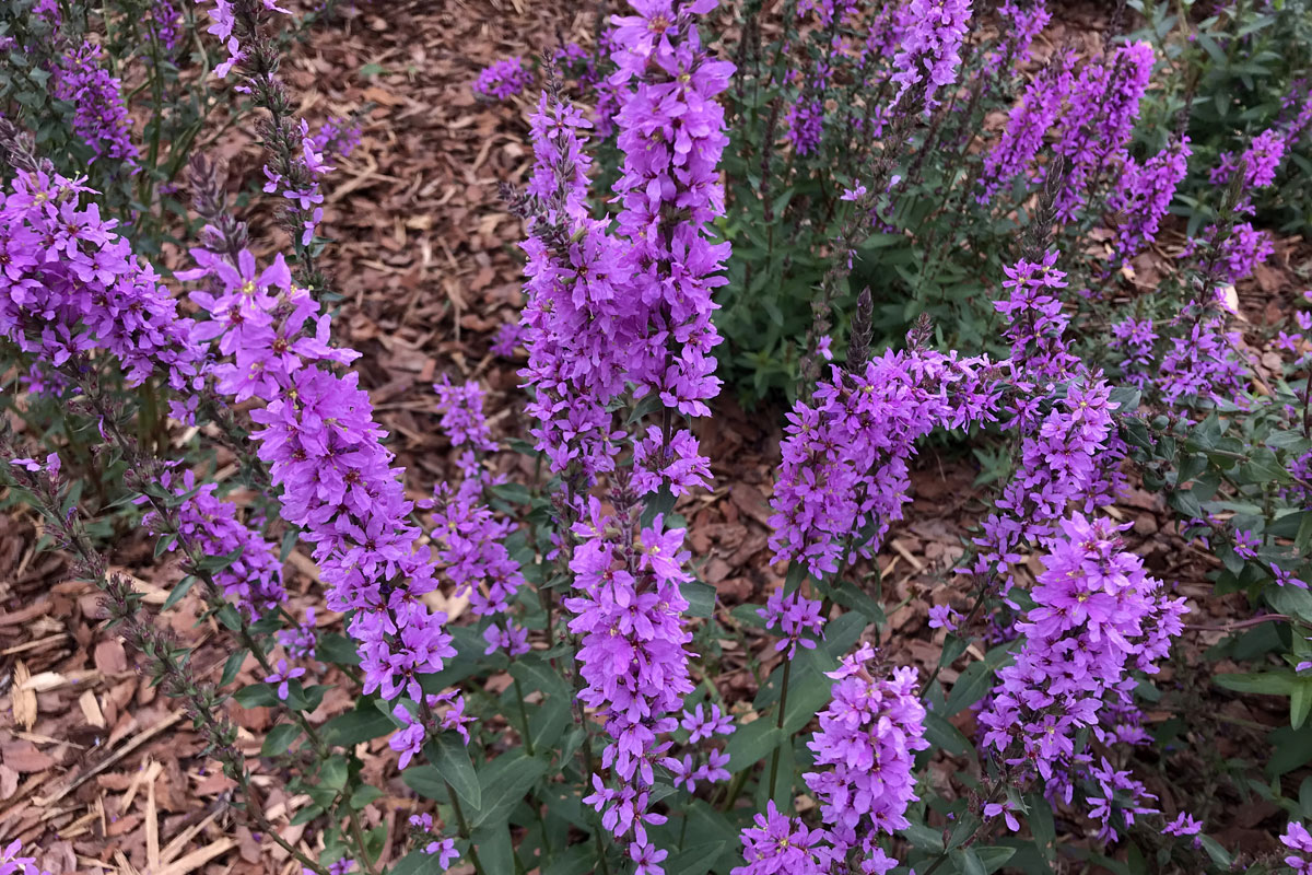 Дербенник иволистный