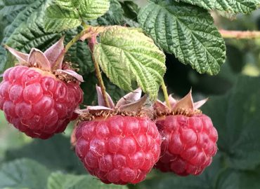 Малина: польза ягод и листьев для здоровья