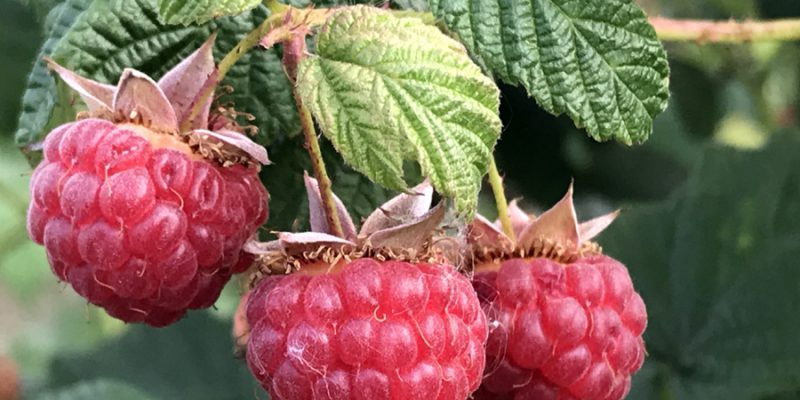 Малина: польза ягод и листьев для здоровья