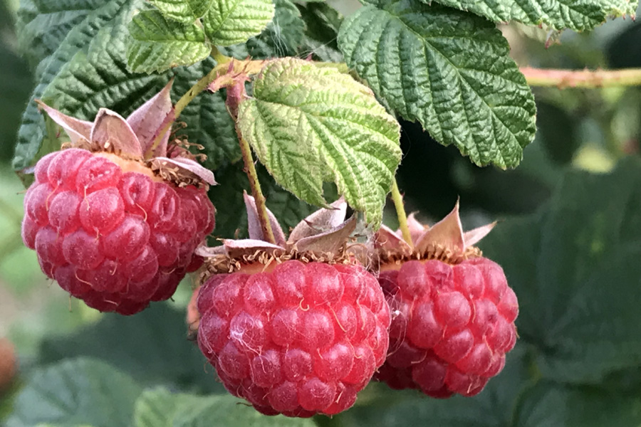 Малина: польза ягод и листьев для здоровья
