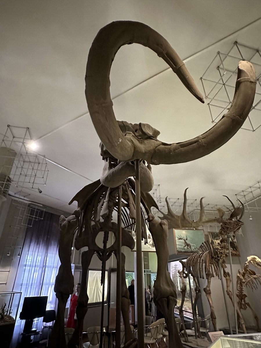 Скелет мамонта