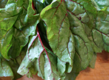 Мангольд (лат. Beta vulgaris subsp. vulgaris)