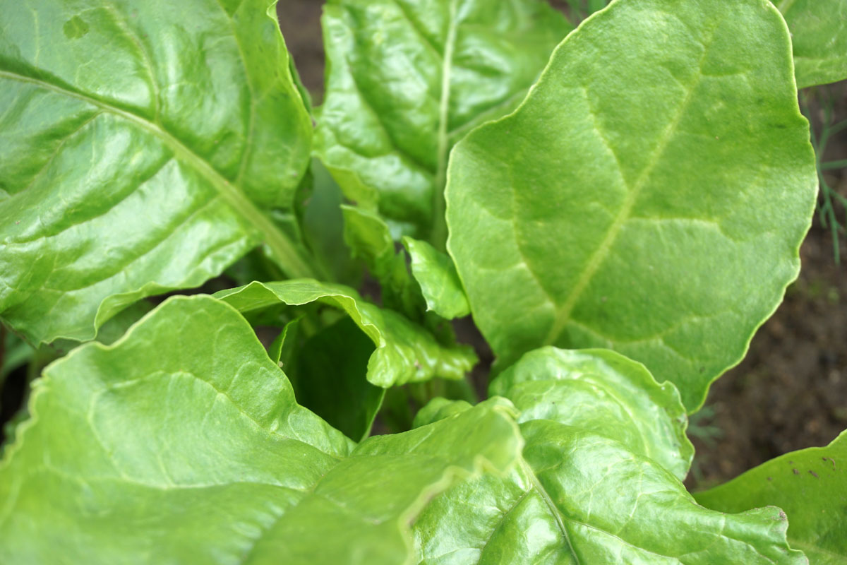 Мангольд (лат. Beta vulgaris subsp. vulgaris)