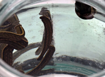 Гирудотерапия