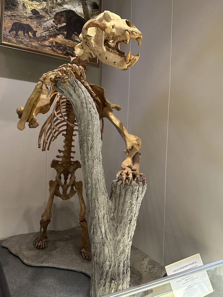 Скелет пещерного медведя