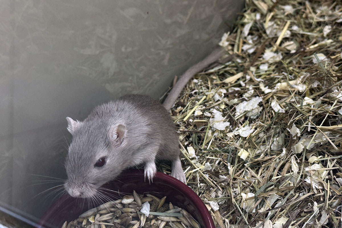 Монгольская (когтистая) песчанка