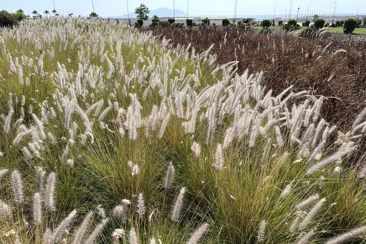 Площадь Мира в Шарм-эль-Шейхе