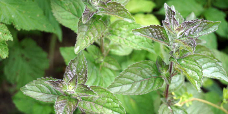 Мята перечная (лат. Mentha piperita)