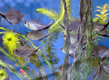 Тетра коста