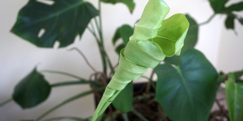 Монстера деликатесная, или Монстера привлекательная (лат. Monstera Deliciosa)