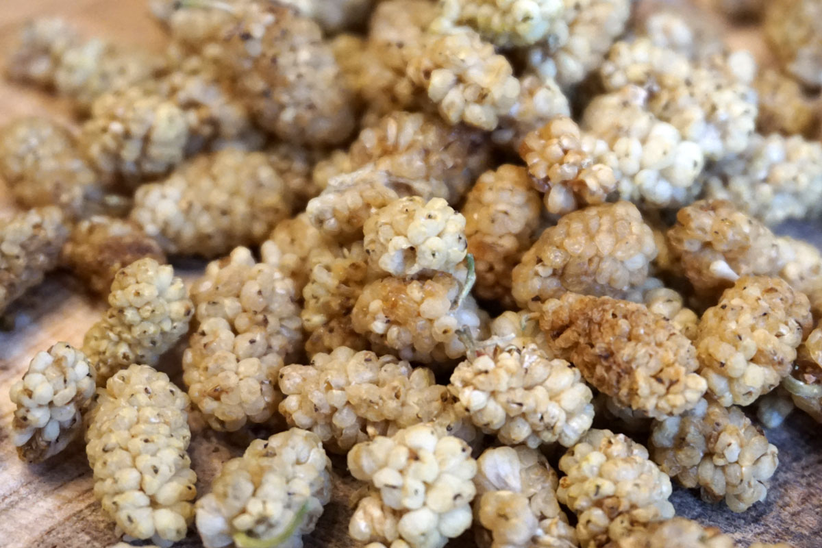 Шелковица белая (Morus alba)