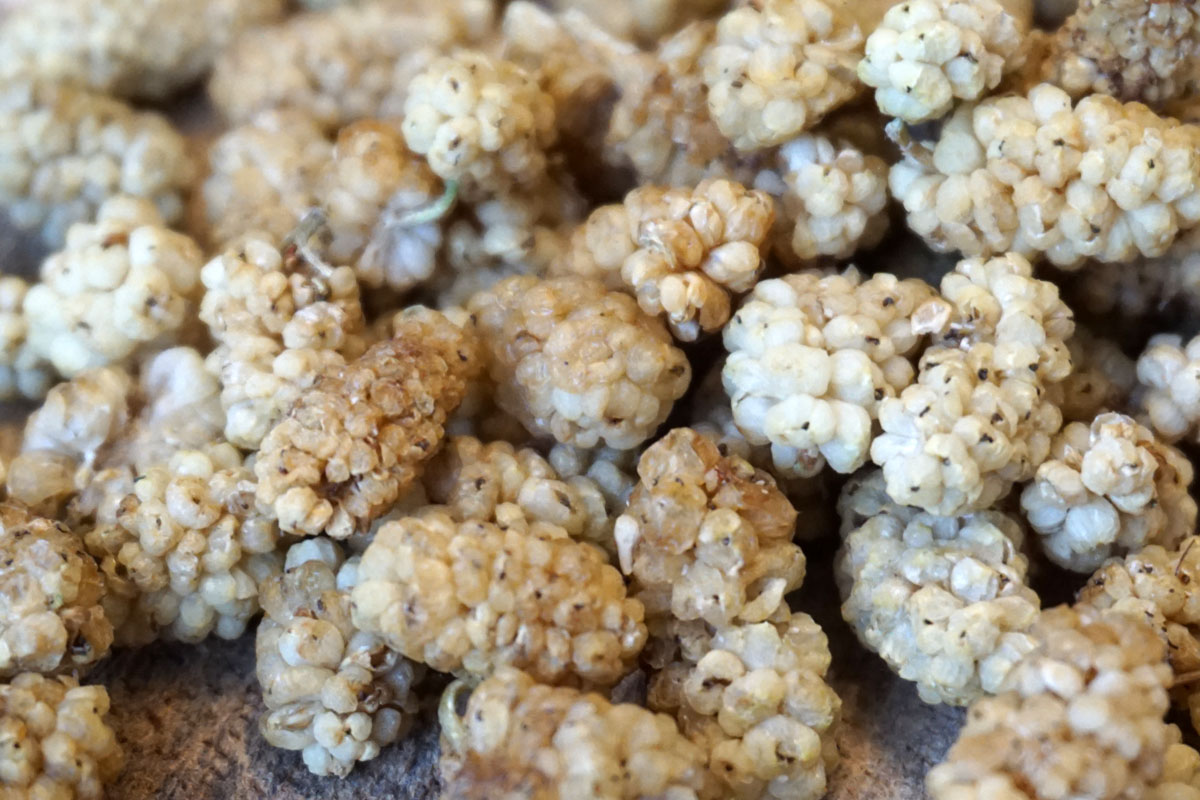 Шелковица белая сушеная