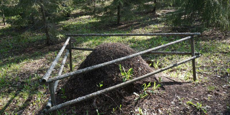 Муравейник