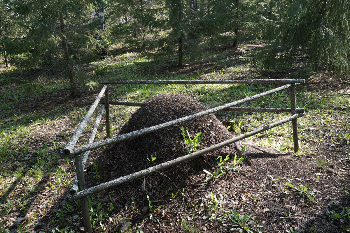 Муравейник