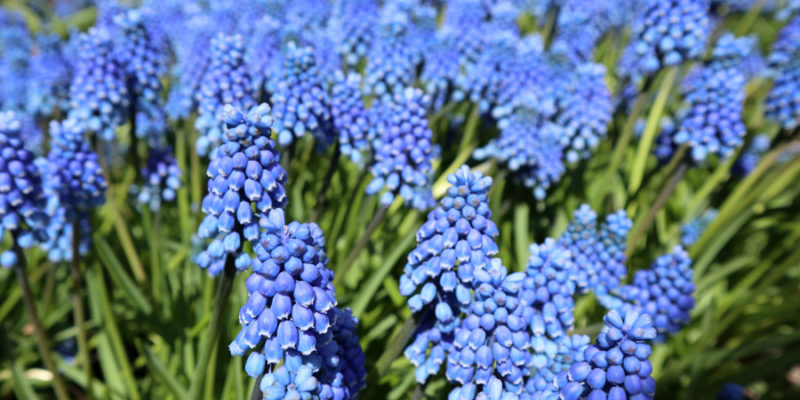 Мускари (лат. Muscari)