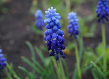Мускари (лат. Muscari)
