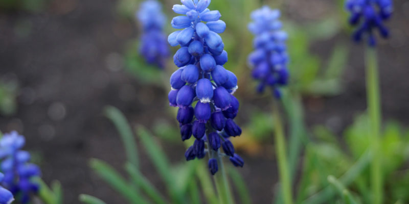 Мускари (лат. Muscari)