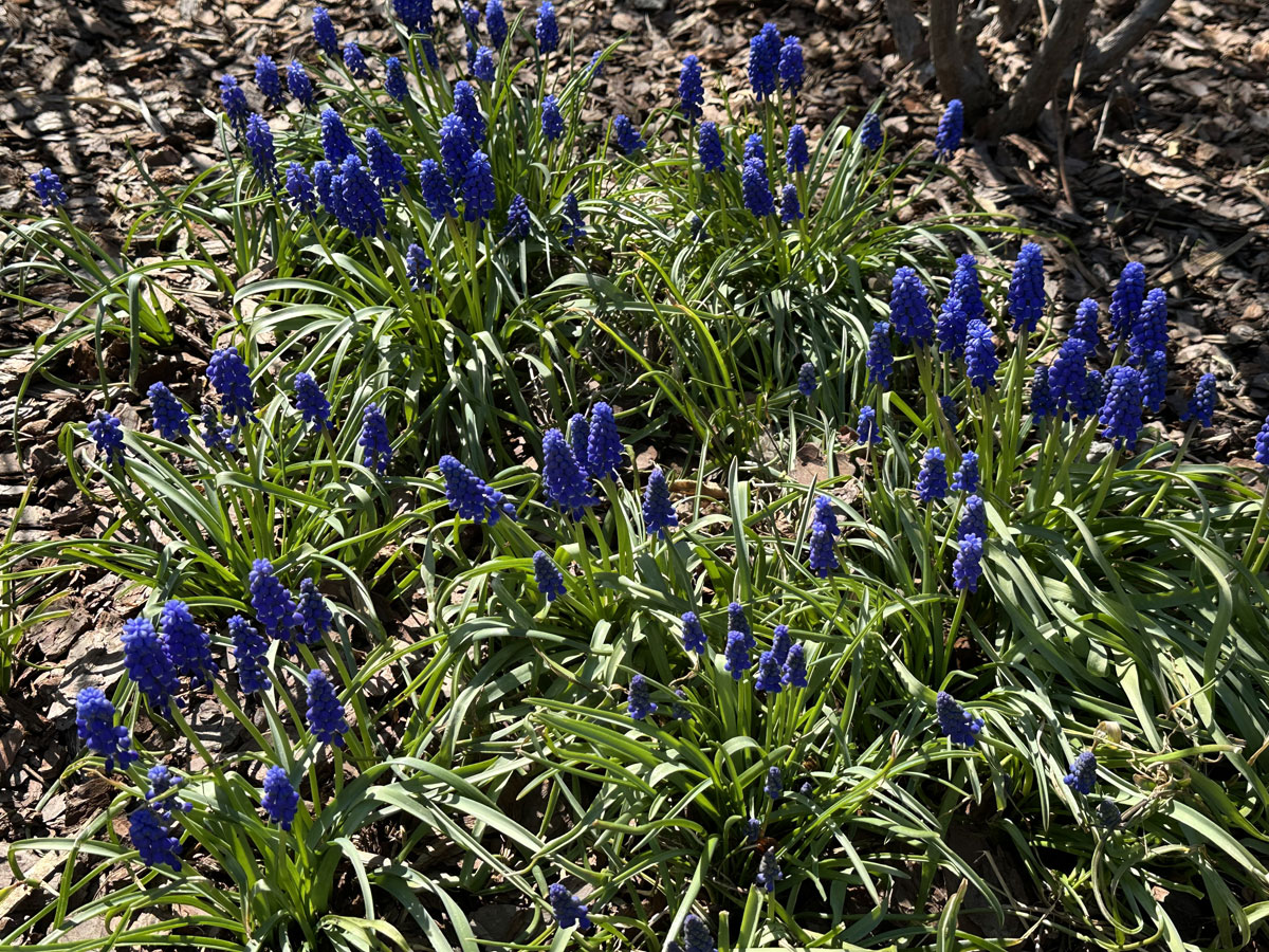 Мускари (лат. Muscari)