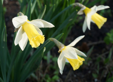 Нарциссы (лат. Narcissus)