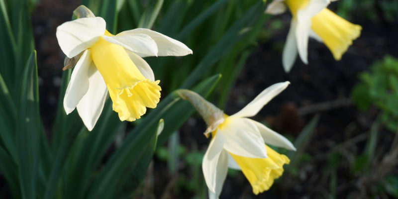 Нарциссы (лат. Narcissus)