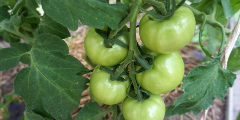 Какие растения нельзя сажать рядом с томатами?