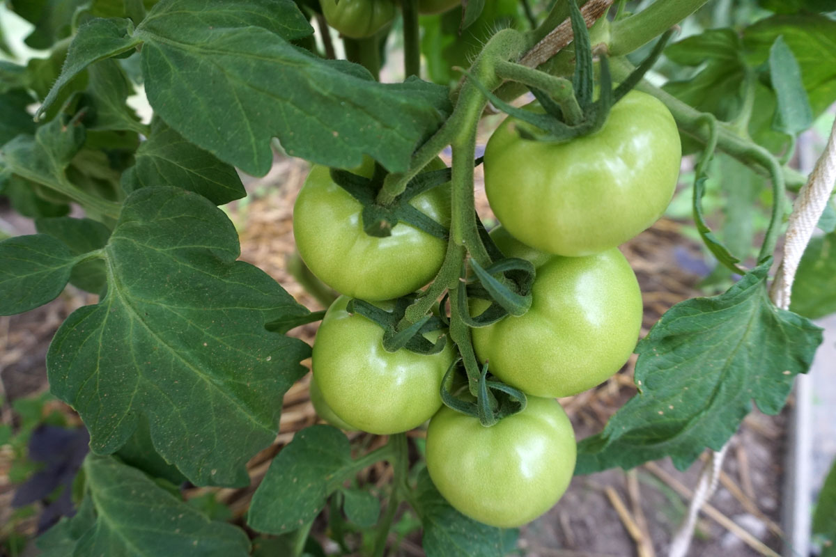 Какие растения нельзя сажать рядом с томатами?