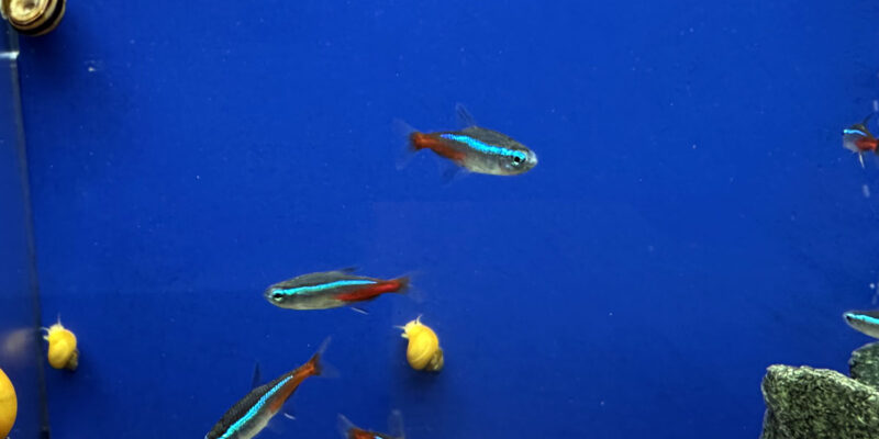 Голубые неоны