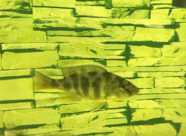 Цихлида Золотой леопард