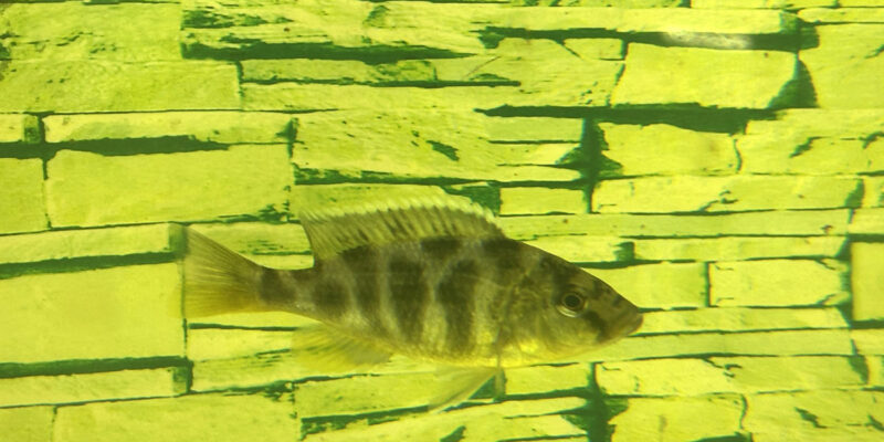 Цихлида Золотой леопард