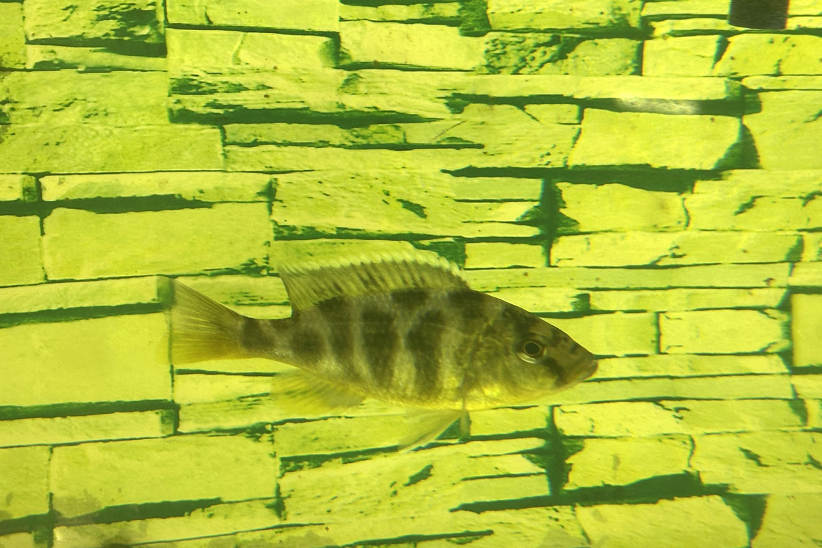 Цихлида Золотой леопард