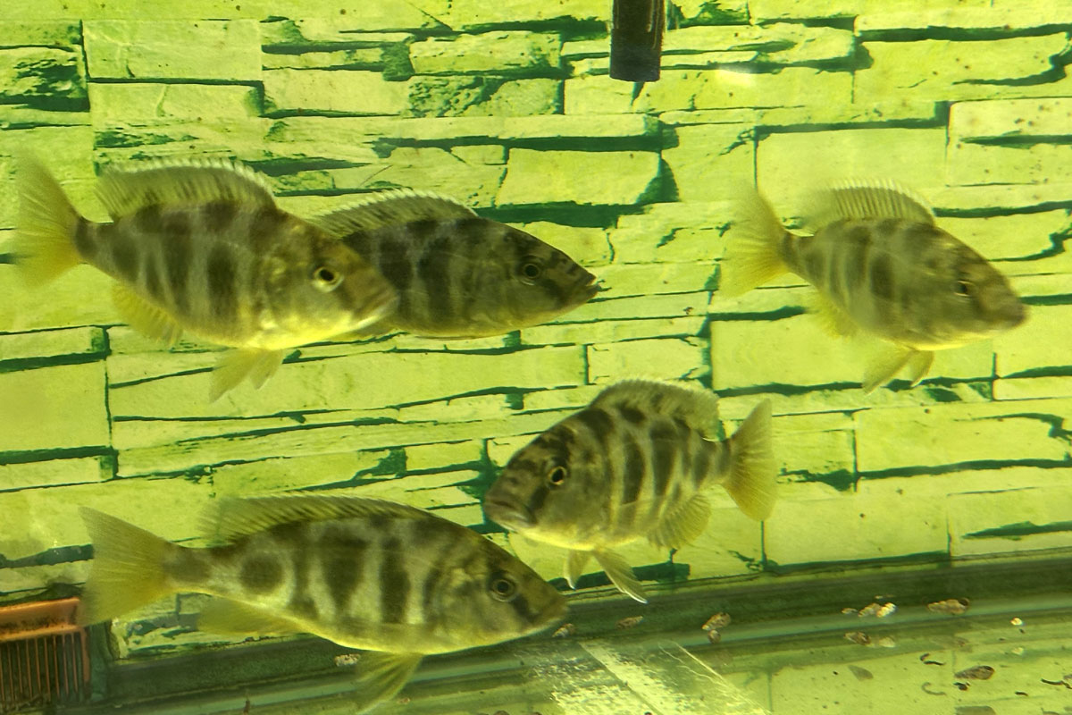 Цихлида Золотой леопард