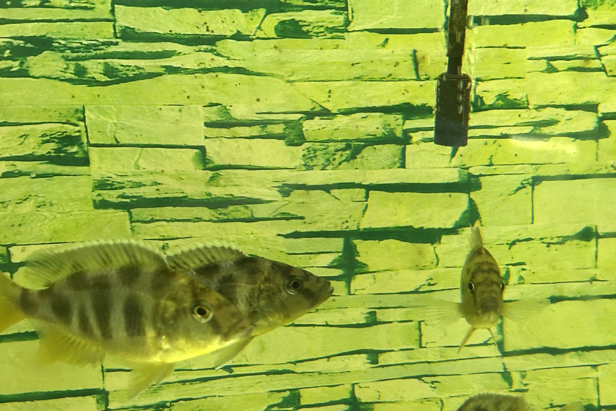 Цихлида Золотой леопард