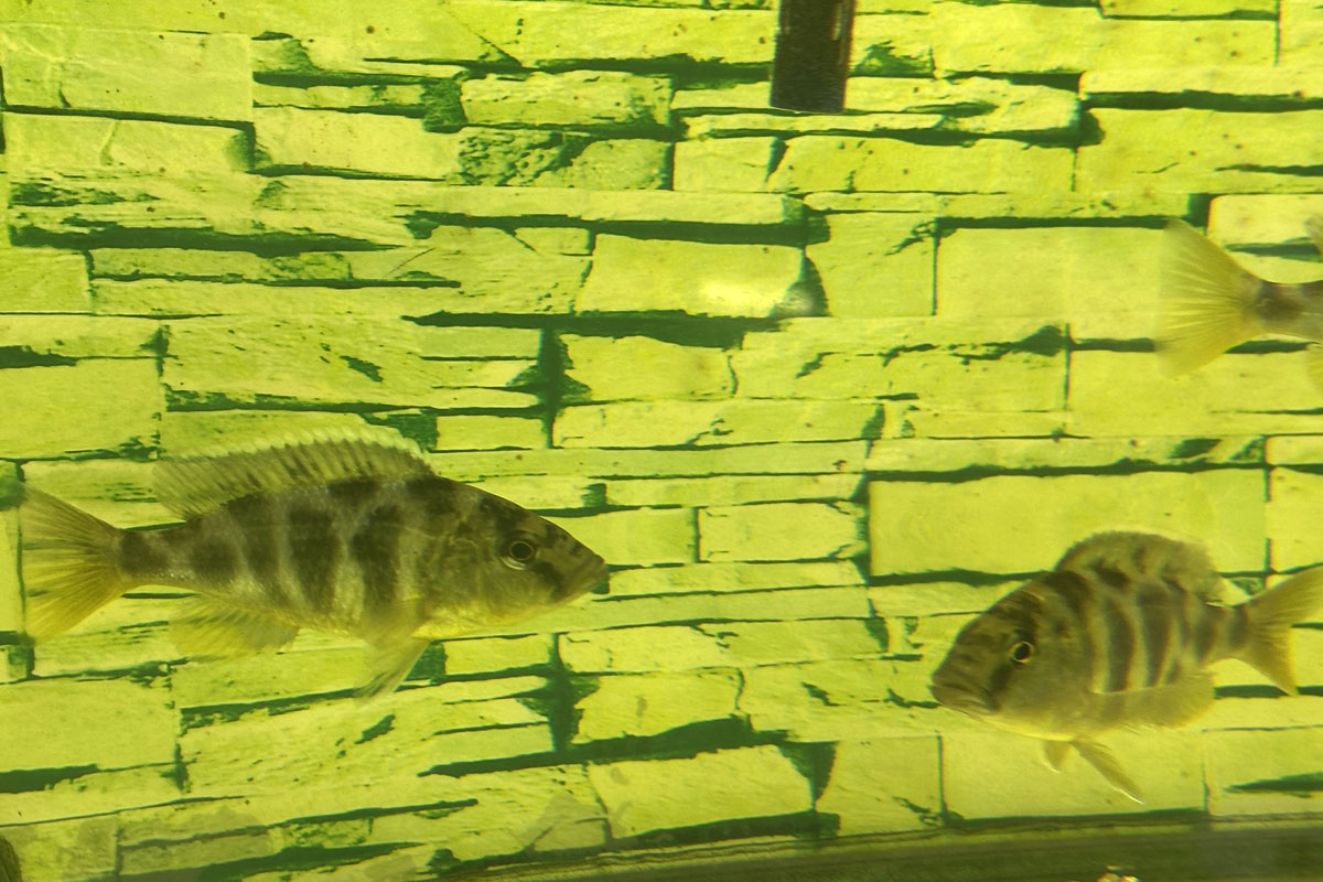 Цихлида Золотой леопард