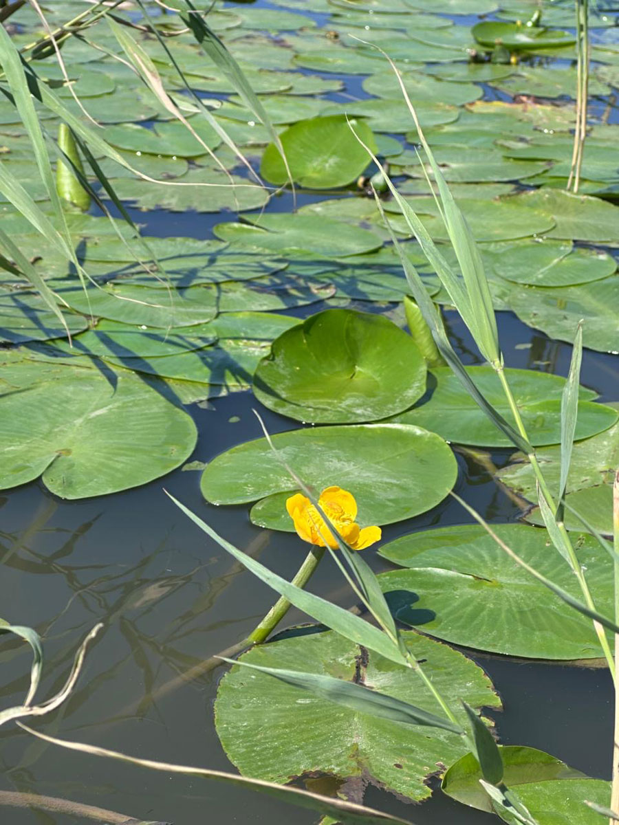 Кубышка желтая (лат. Nuphar lutea)