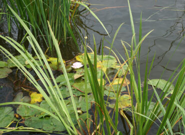 Кувшинка, или Нимфея (лат. Nymphaea)