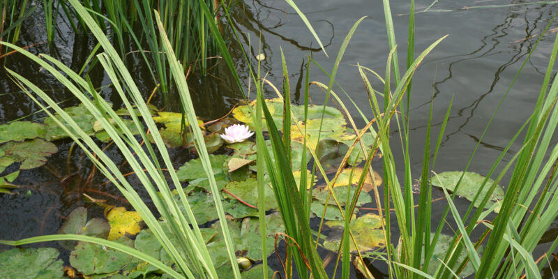 Кувшинка, или Нимфея (лат. Nymphaea)