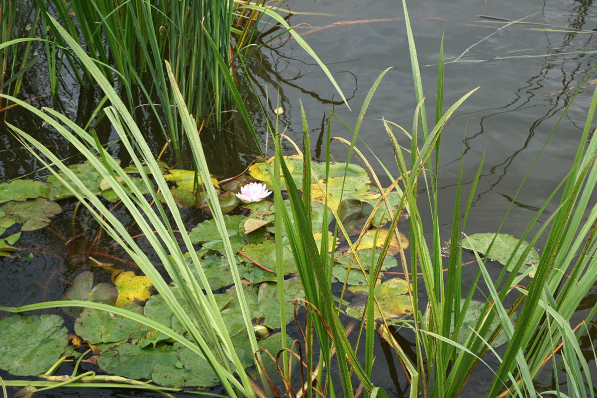 Кувшинка, или Нимфея (лат. Nymphaea)