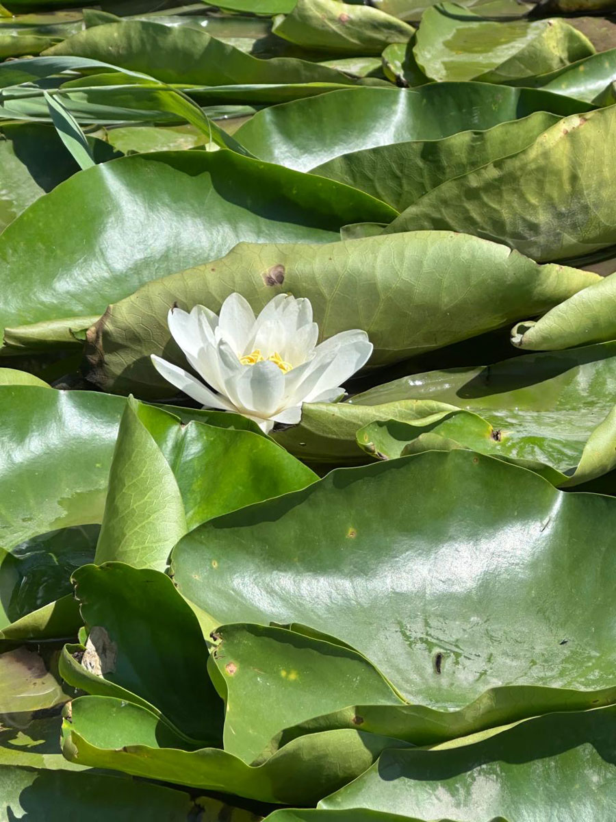 Кувшинка, или Нимфея (лат. Nymphaea)