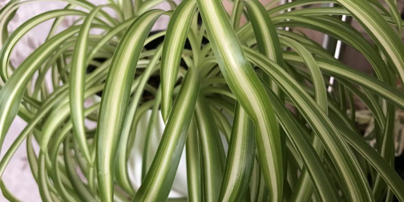 Комнатные растения, очищающие и увлажняющие воздух