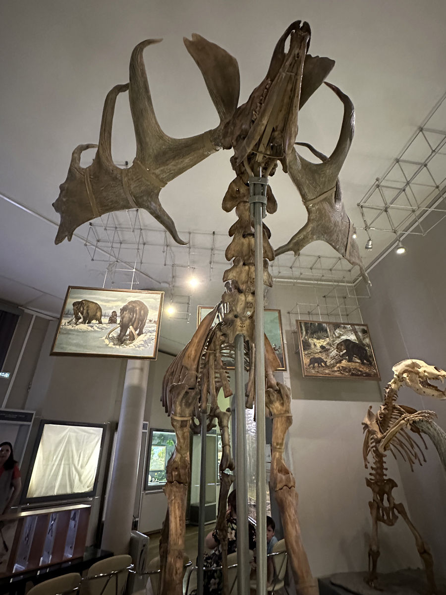 Скелет широкорогого оленя