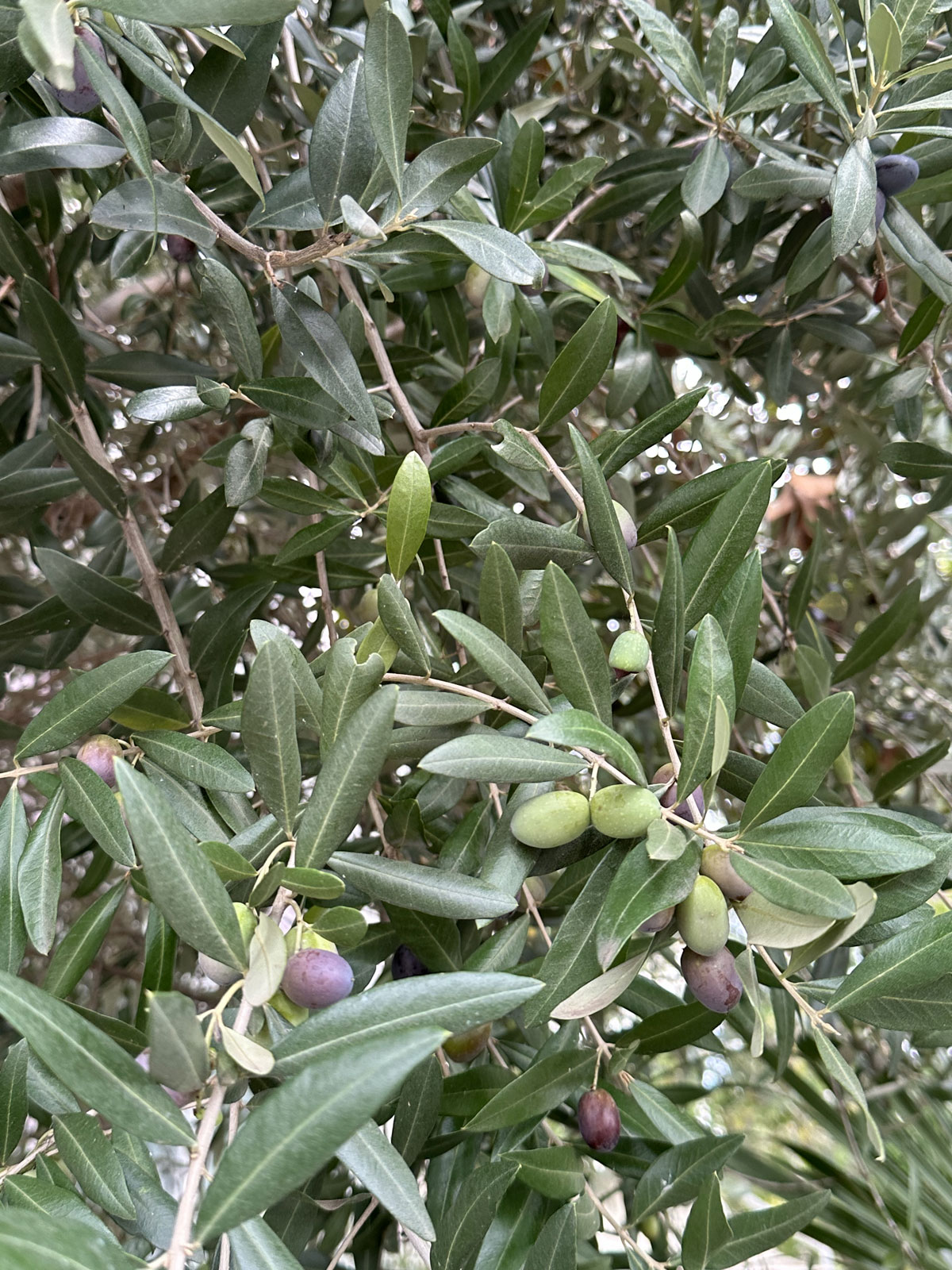 Маслина (Олива) европейская (лат. Olea europaea)